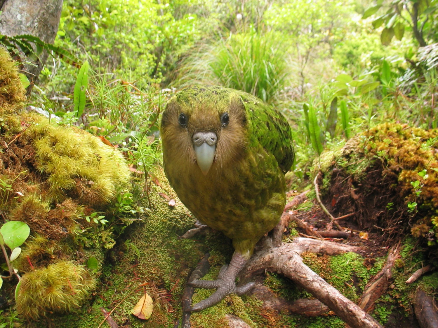 burung kakapo kabar baik