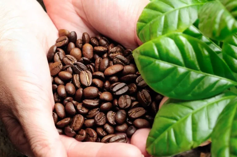 negara penghasil kopi terbaik dunia